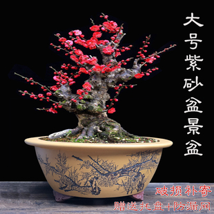 宜兴紫砂花盆特大梅花黄杨罗汉松老桩盆大口径盆景盆中国风紫砂盆