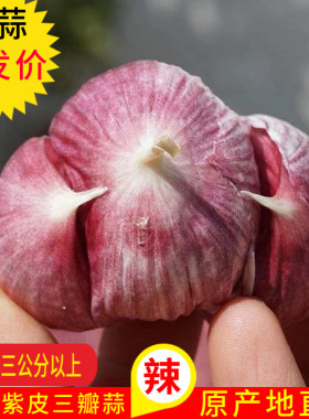 瓣大多汁味道浓郁紫皮蒜新鲜