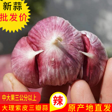 大理三丫蒜云南紫皮蒜三瓣蒜元宝蒜独头蒜同味农家自种新鲜疏菜