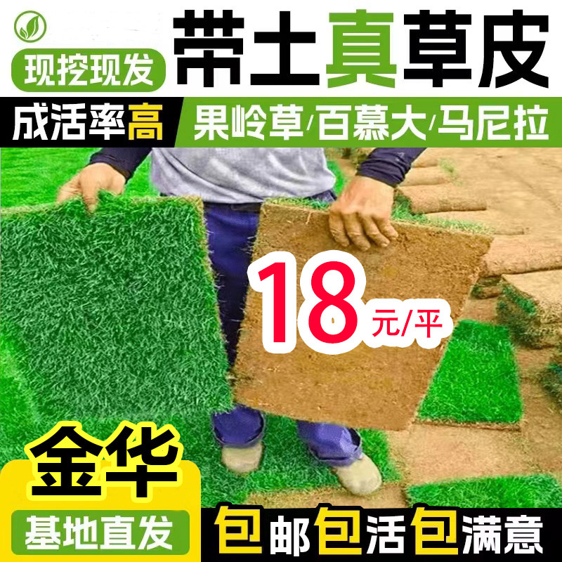金华带土真草坪马尼拉果岭草百慕大草皮别墅花园庭院草坪绿化包邮