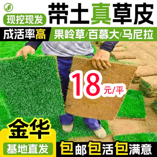 金华带土真草坪马尼拉果岭草百慕大草皮别墅花园庭院草坪绿化包邮