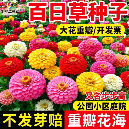 百日草花种子花卉种子易活
