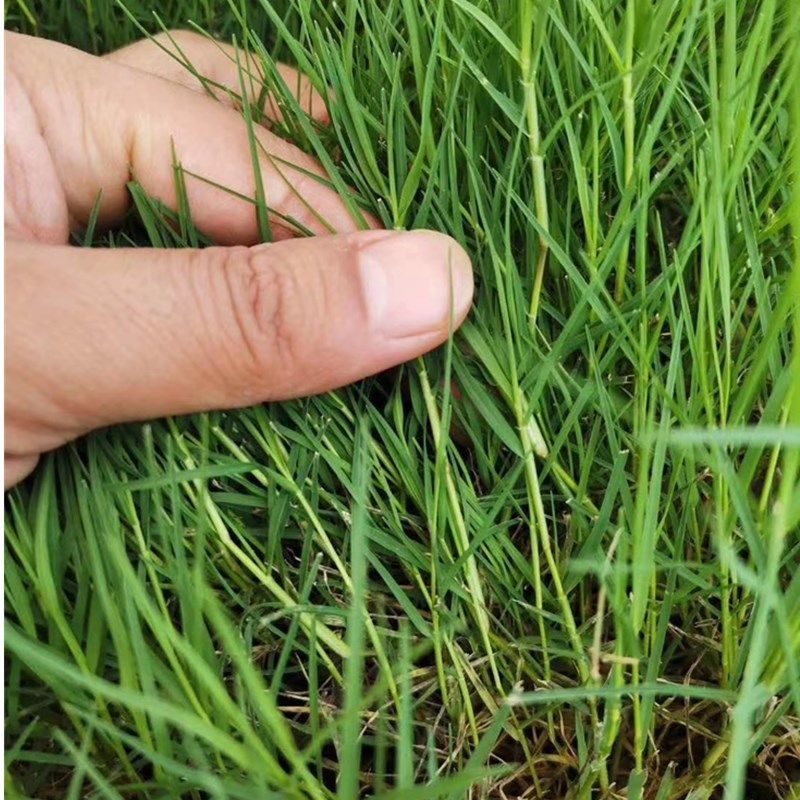 狗牙根草坪种子巴根草四季护坡百慕大马尼拉绿化庭院耐高温种籽