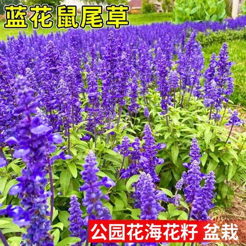 鼠尾草四季播种易活开花花种籽