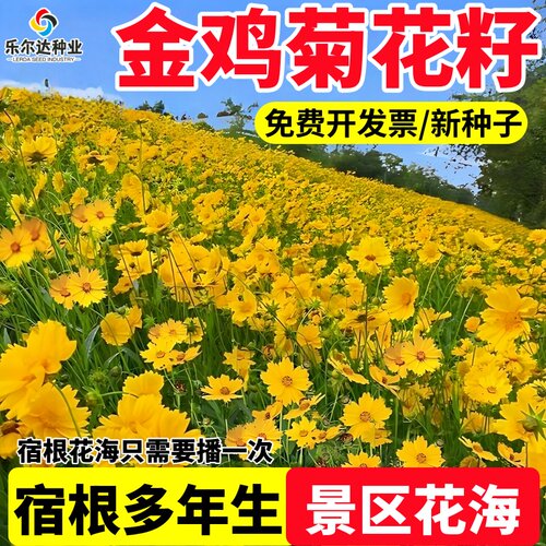 大花金鸡菊宿根多年生花卉花籽