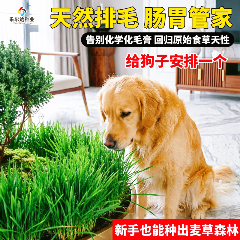 宠物狗狗吃的草籽助消化水培土培图片