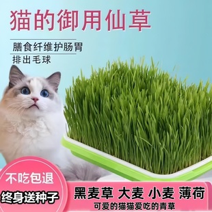 猫草狗尾草草种子猫尾草籽牧草种籽兔子豚鼠乌龟优质草牧草种子孑
