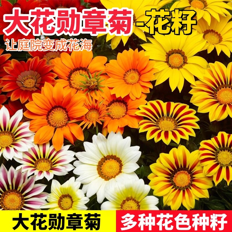 勋章花种子混色复色勋章菊图片