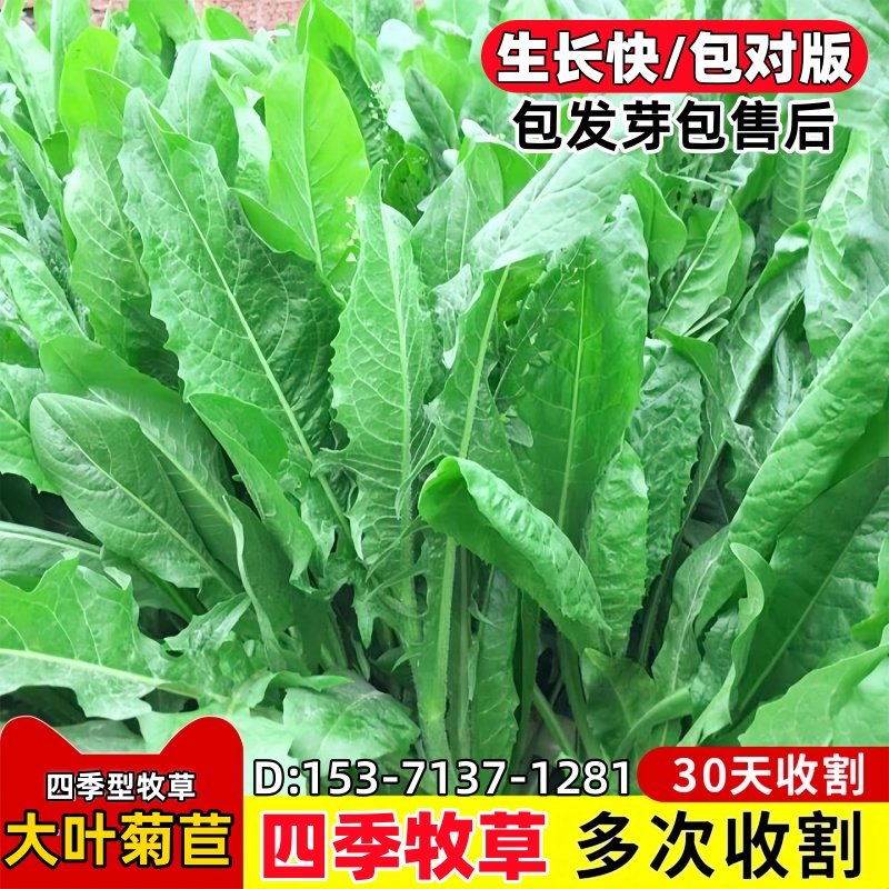 大叶菊苣草种籽多年生牧草