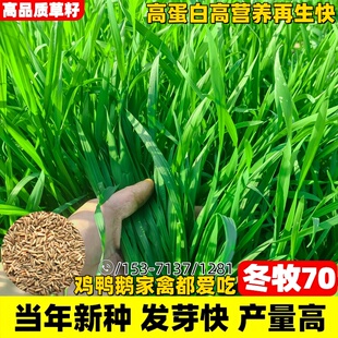 高产牧草冬牧70黑麦草种籽耐寒养殖家畜四季常青多年生牛羊鱼草籽