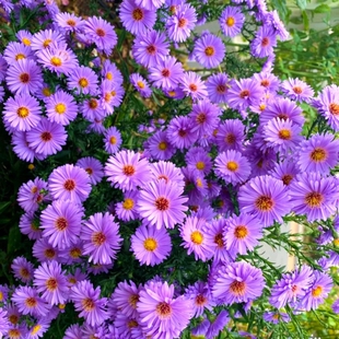 高山紫苑种子高岭紫菀菊花花种子宿根易活花种籽子四季播种开花孑