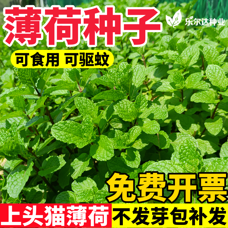 薄荷种子室内盆栽除驱蚊薄荷花种四季可食用花种籽子四季播种薄荷