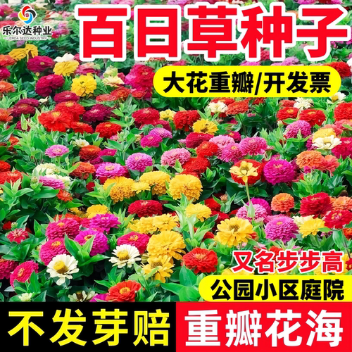 百日草花种子花卉种子易活