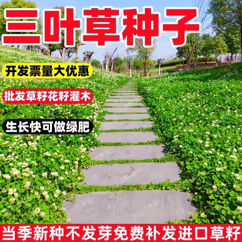 四季常青三叶草草籽黑麦草种子