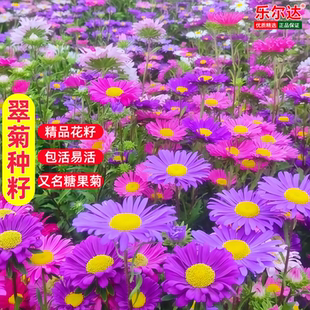 花卉翠菊花籽四季播种开花种子工程护坡庭院糖果菊多头菊花种籽孑