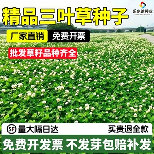 进口三叶草种子白三叶红三叶草籽四季常青草坪果园绿肥庭院种籽子