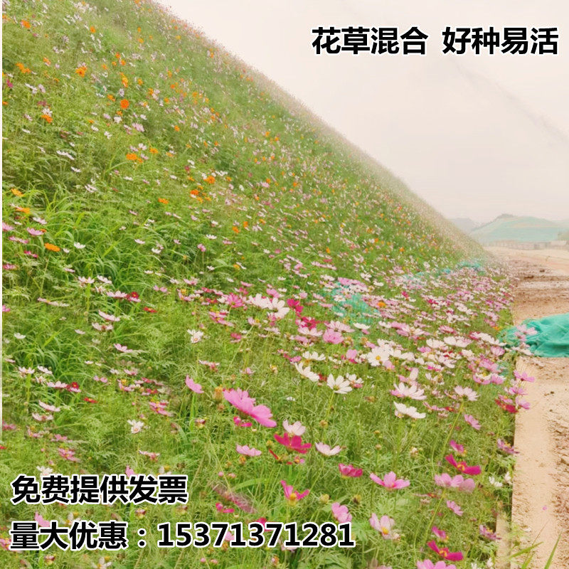 护坡种子草花混合适合山体喷播草籽种四季耐寒耐旱固土护坡混播籽