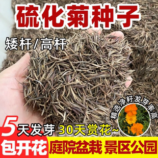 硫化菊花籽四季播种开花波斯菊花种子庭院花卉植物黄秋英花籽大全