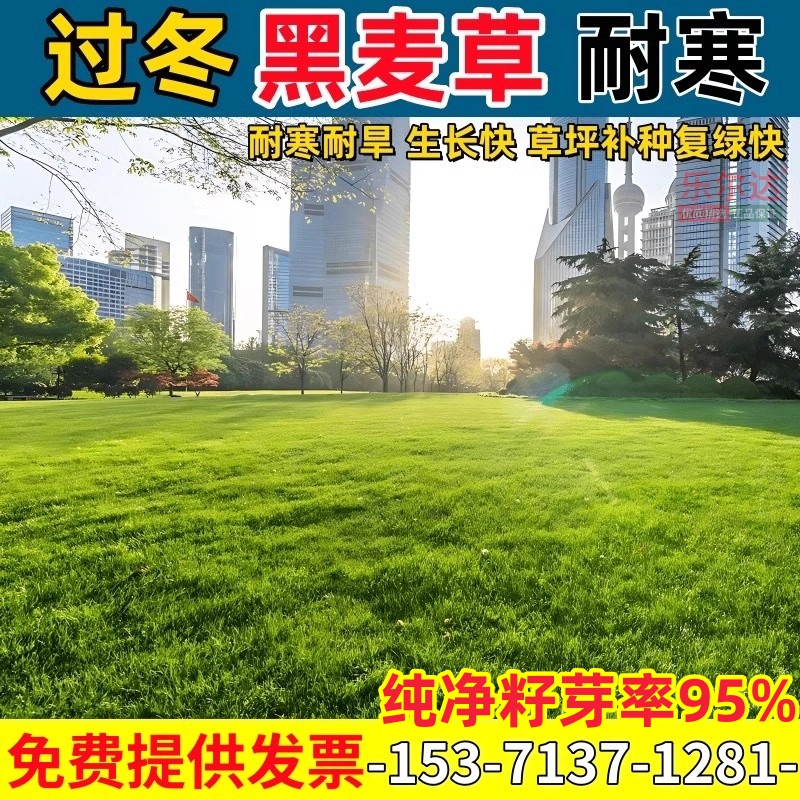 多年生黑麦草种子耐寒四季常青绿化补种护坡固土高羊茅草坪草籽孑