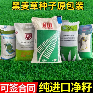 进口原包装黑麦草草籽多年生四季庭院绿化护坡草补种黑麦种子50斤