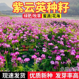 紫云英草种籽四季牧草绿化红花草籽二月兰种子孑绿肥蜜源花可食用