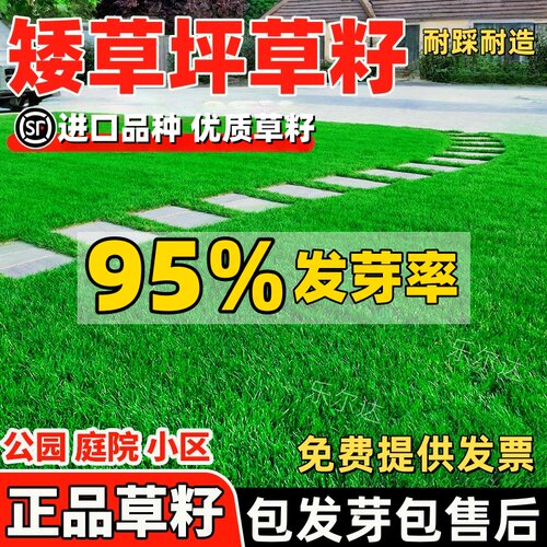 草坪草籽四季常青护坡固土狗牙根马尼拉庭院地毯草绿化黑麦草种籽