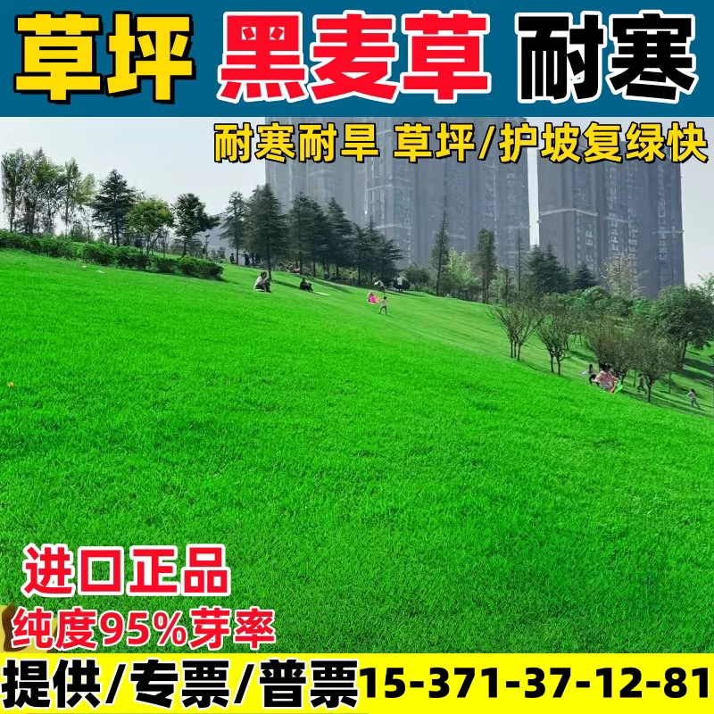 多年生黑麦草种子耐寒四季常青绿化补种护坡固土高羊茅草坪草籽孑