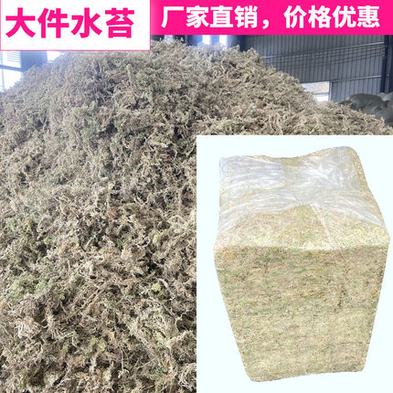 干水苔蝴蝶兰专用水苔大件水苔批发水苔贵州水苔压缩水苔一级水苔