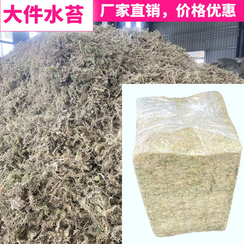 蝴蝶兰专用水苔大件压缩水苔批发