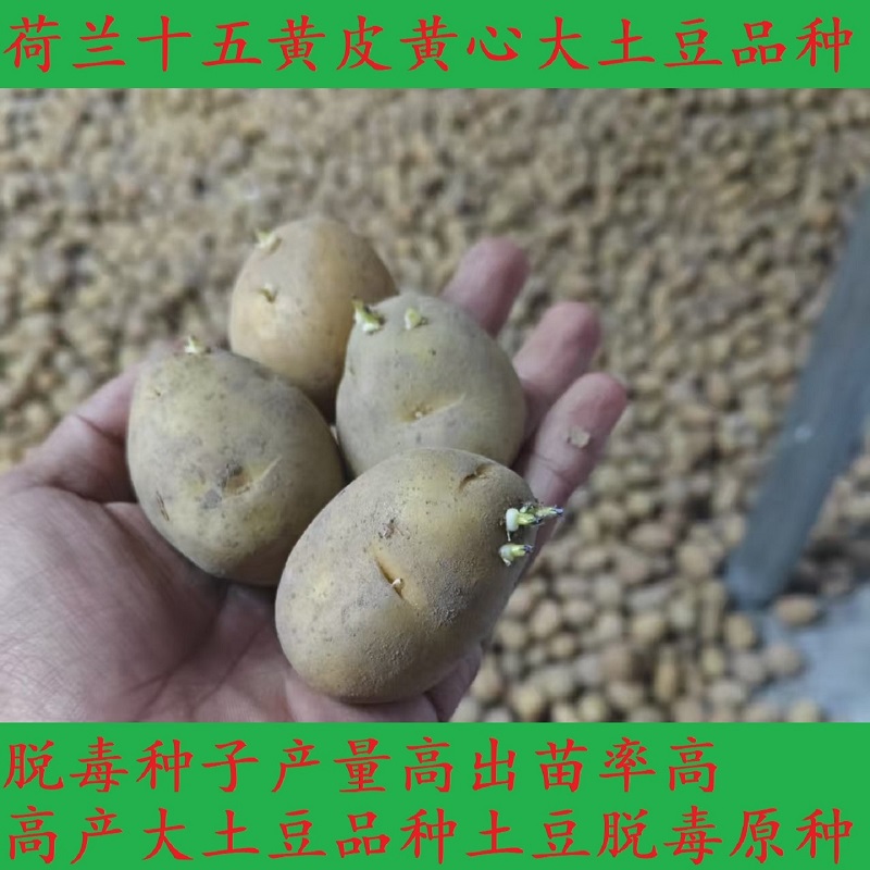 黄皮黄心荷兰大土豆种子脱毒种子