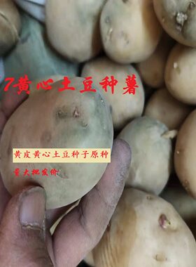 高产山东黄皮黄心沃土土豆种子