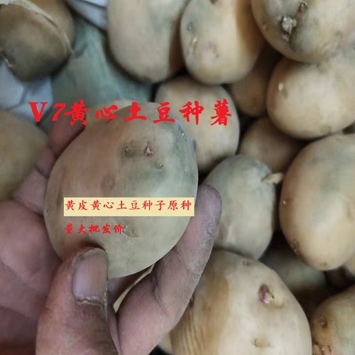 高产山东黄皮黄心沃土土豆种子