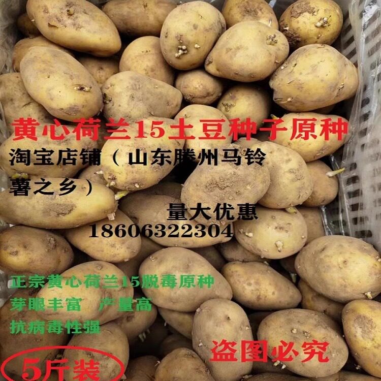 山东高产荷兰黄心大土豆原种脱毒一级土豆种沃土品种马铃薯种薯