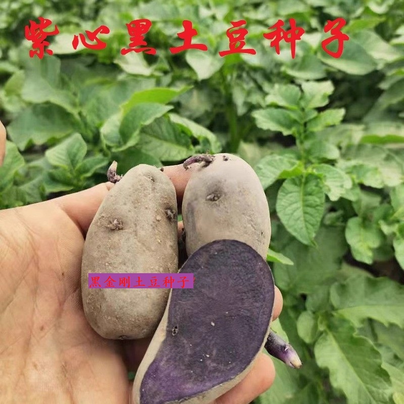 土豆种子原种种脱毒马铃薯