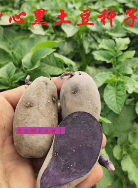 高产紫心黑土豆种子黑金刚原种脱毒马铃薯种子红心种春季秋季种植