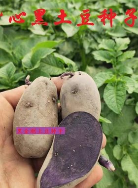 土豆种子原种种脱毒马铃薯