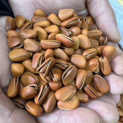 【O添加更健康】2025年新货 长白山 红松子 500克 笨炒松子