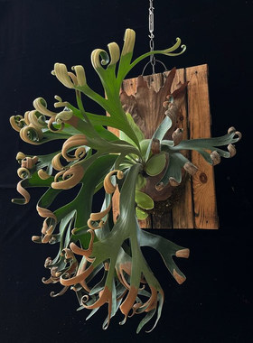 植途鹿角蕨室内垂吊绿植