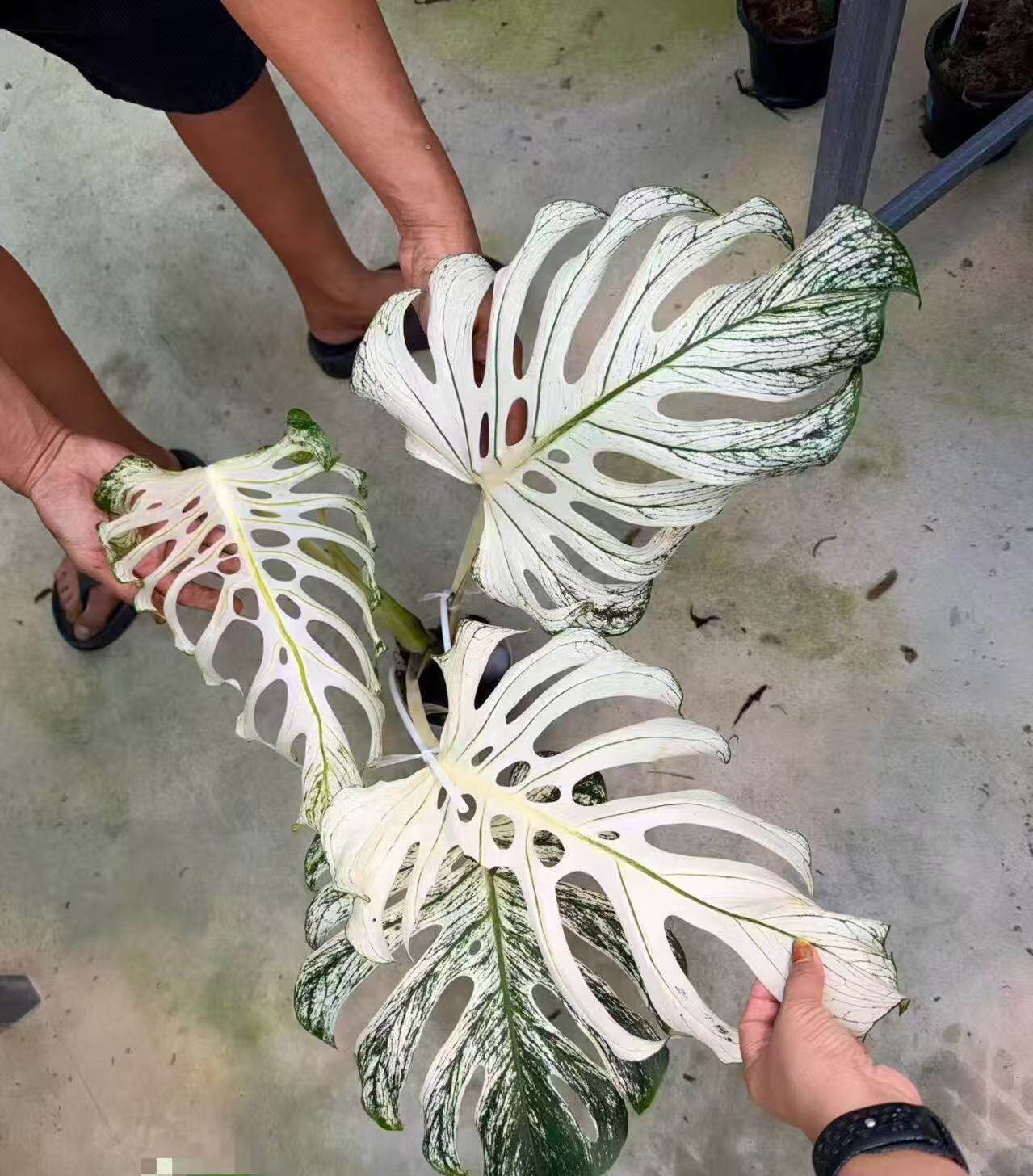 薄荷芯片龟背竹锦恶魔芯片室内观叶绿植盆好养易活栽植途