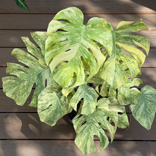植途遗迹龟背竹锦室内观叶盆栽