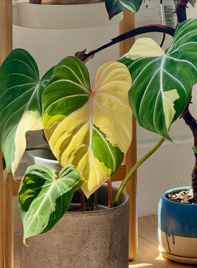 明脉锦蔓绿绒 室内观叶绿植盆栽花卉超大叶片渐变色绿叶植物 植途