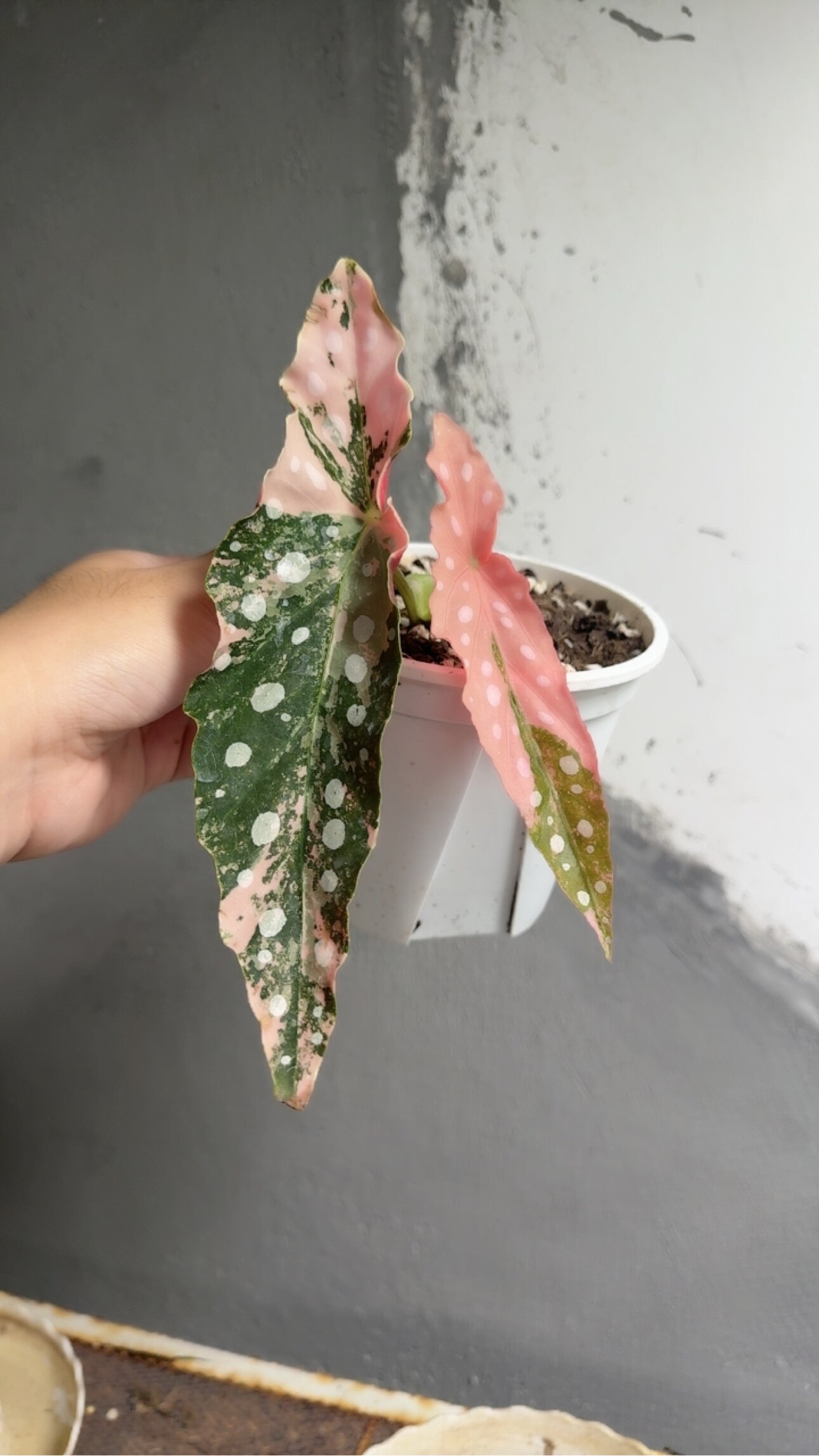 鳟鱼秋海棠ins风室内绿植盆栽办公桌植物竹节类秋海棠植途