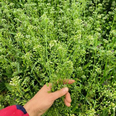 野生新鲜老荠菜现挖地菜三月三 煮鸡蛋用老荠菜带根带花带籽整株