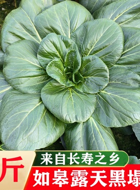 黑塔菜如皋特产黑塌菜塌塌菜乌塌菜农家霜冻黑青菜叶菜绿色蔬菜