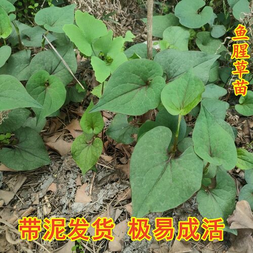 江苏鱼腥草 种子 折耳根种子 种苗 新鲜盆栽 四季 种根带泥现挖