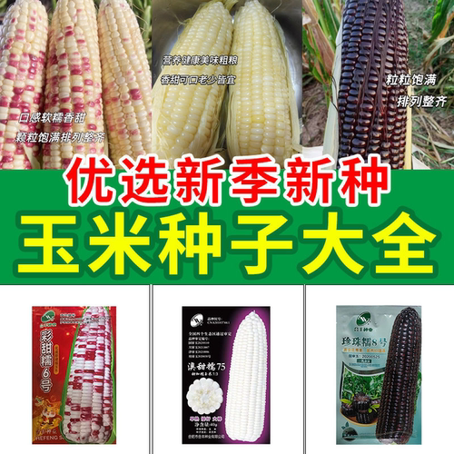 超甜软糯玉米种子大全早熟高产