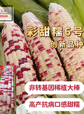彩甜糯6号玉米种子四季播大田高产蔬菜种籽原装正品花玉米包米籽