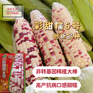 彩甜糯6号玉米种子四季播大田高产蔬菜种籽原装正品花玉米包米籽