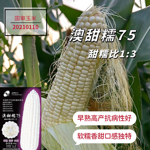 矮杆大棒白甜糯玉米合丰软糯春秋