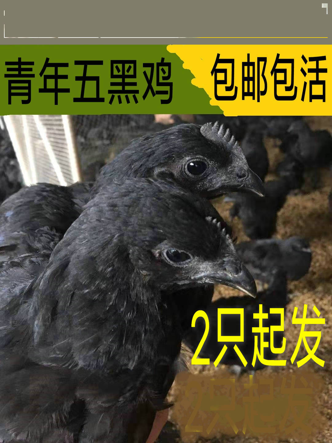 放养活体绿壳蛋鸡包邮